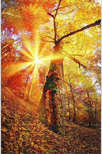 美丽枫树树林摄影素材图片