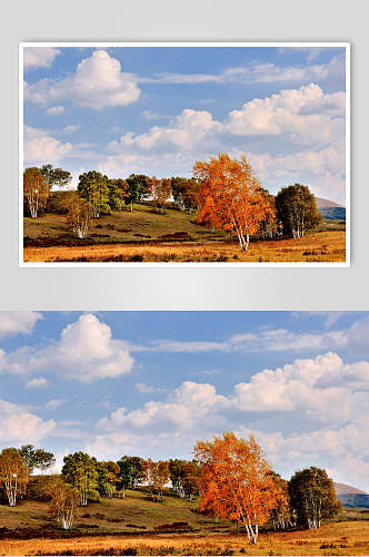 乌兰布统风景树木蓝天白云图片