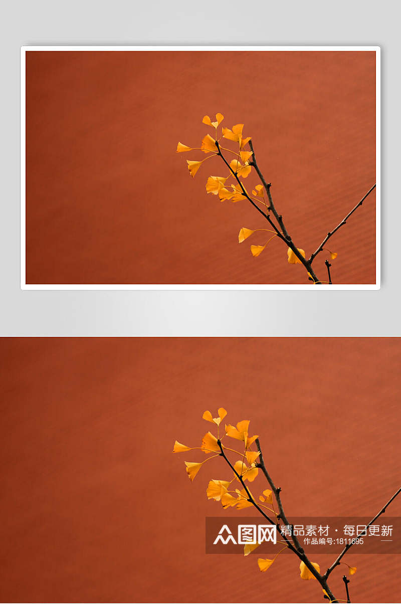 红墙背景下的银杏叶高清图片素材