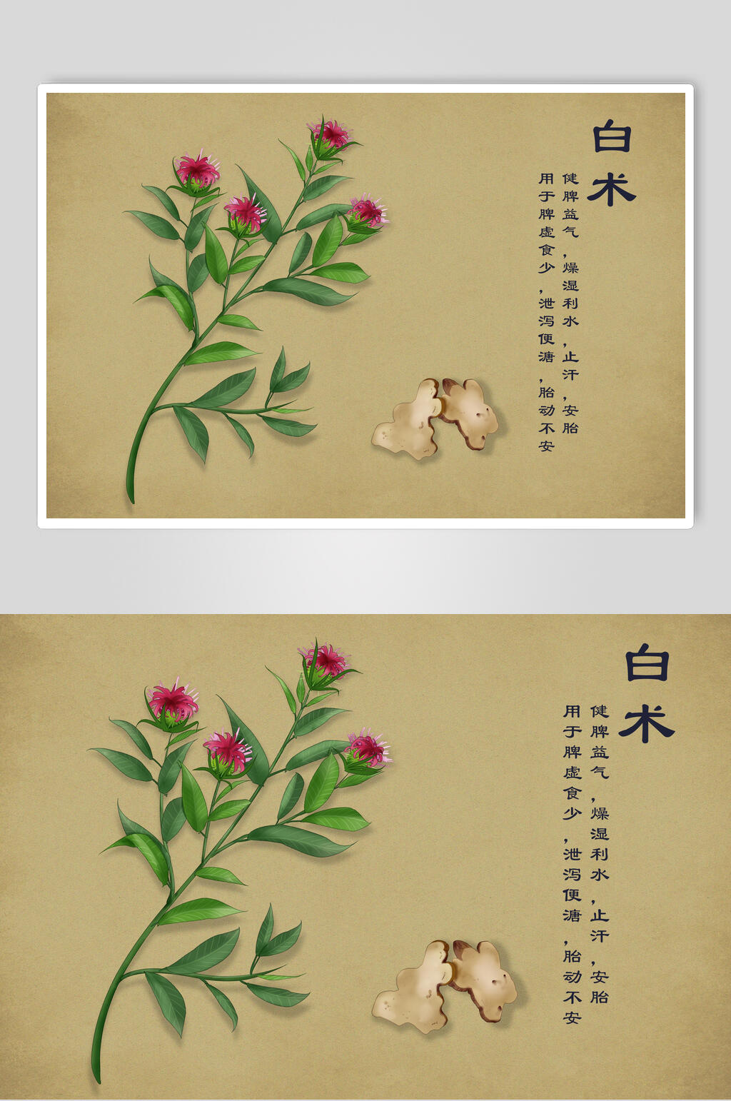 白术中草药手绘素材元素素材