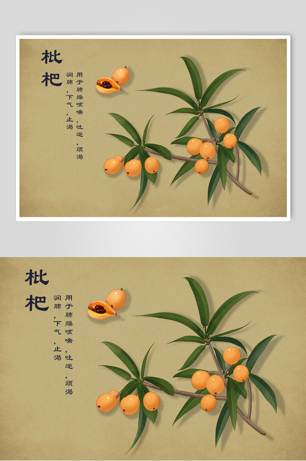 枇杷中草药手绘素材元素素材