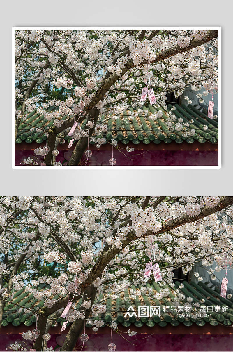 樱花树下的祈福高清图片素材
