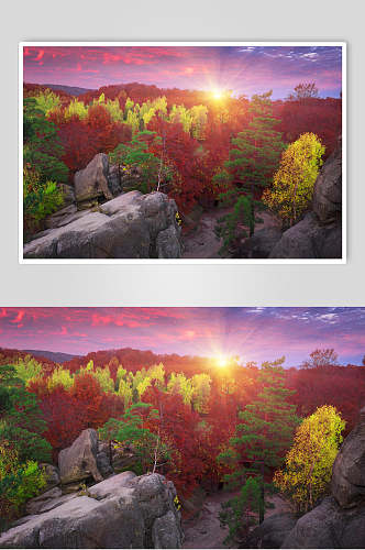 枫树树林岩石阳光高清图片图片
