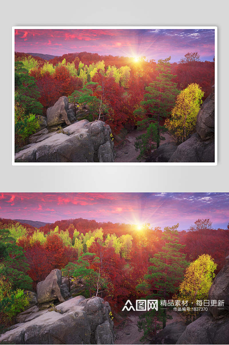 枫树树林岩石阳光高清图片图片素材