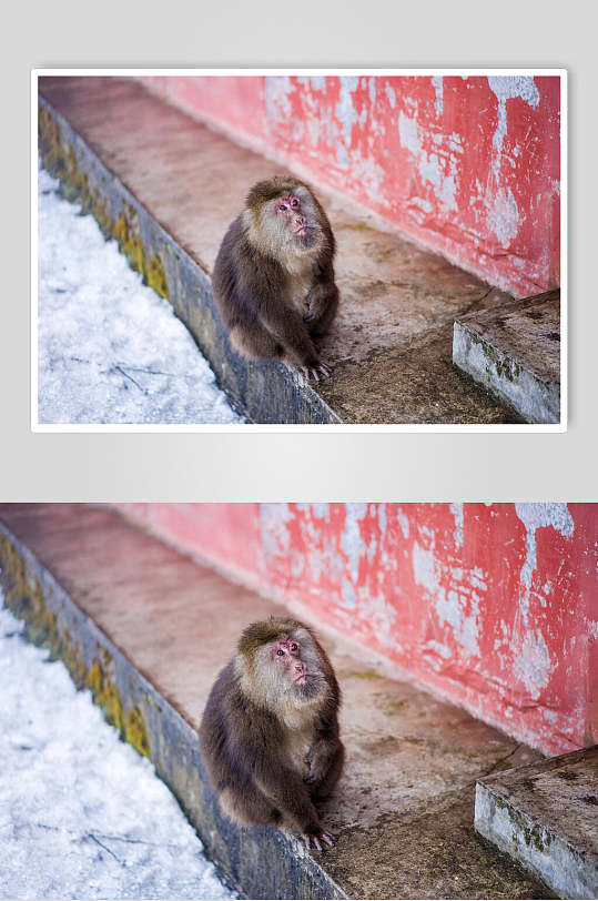 动物猴子摄影高清图片