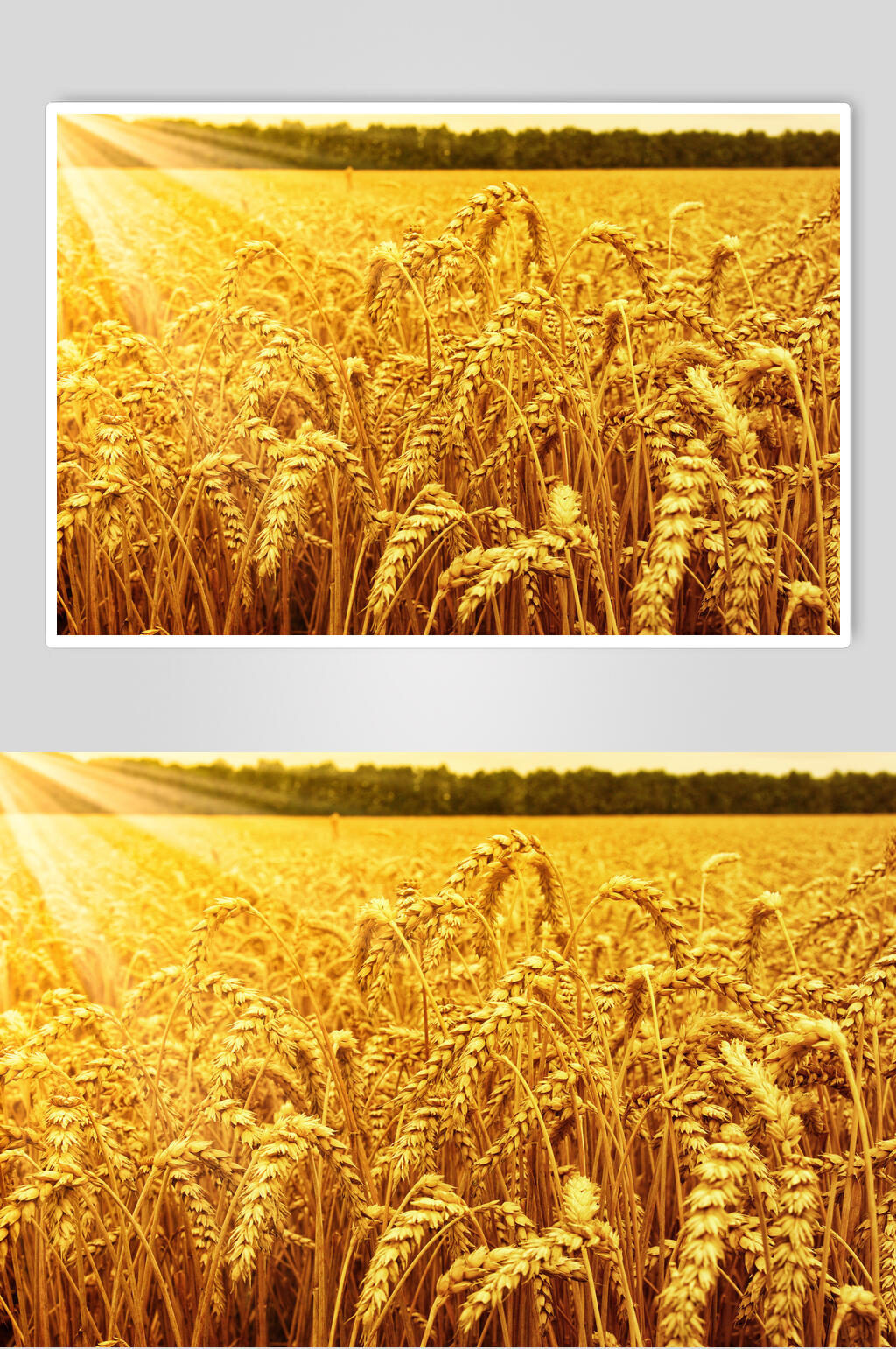 金色麦穗背景图图片