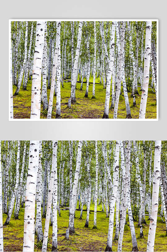 内蒙古呼伦贝尔市恩和白桦树林高清图片
