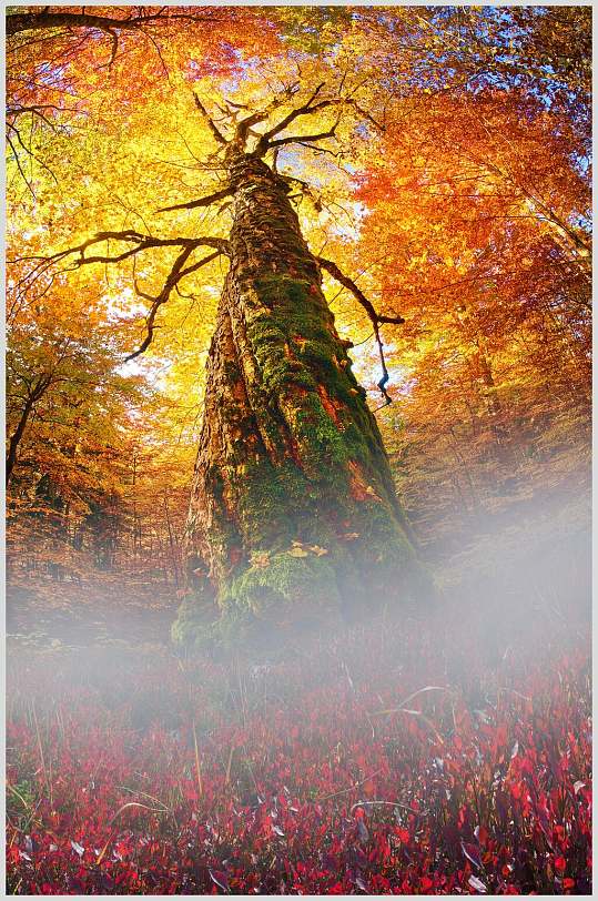 自然枫树树林摄影图片