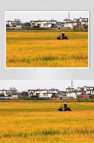稻田丰收季节高清图片