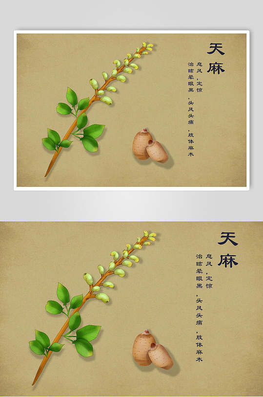 天麻中草药手绘素材元素