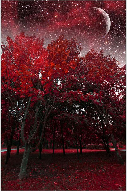 夜色枫树树林图片