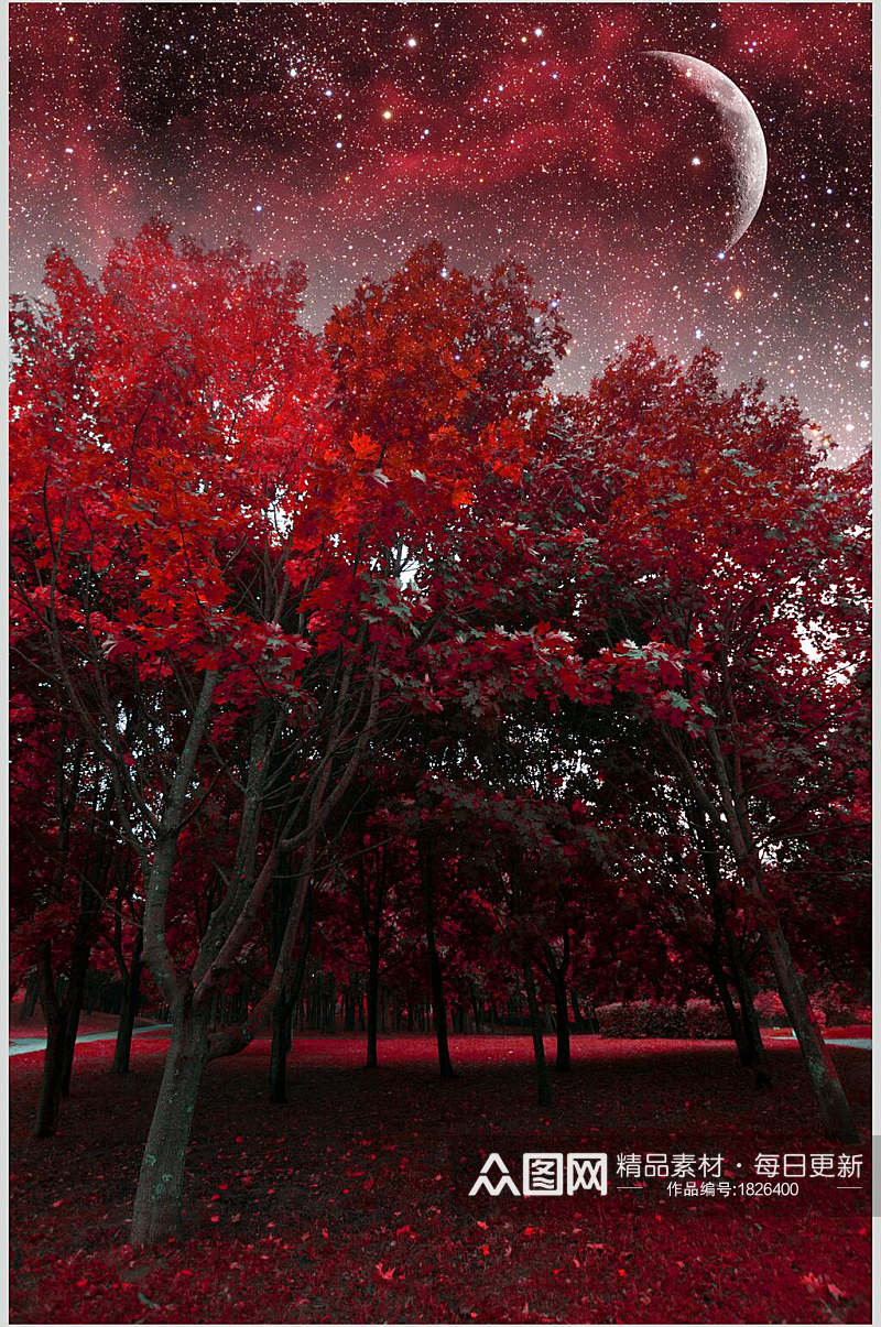 夜色枫树树林图片素材