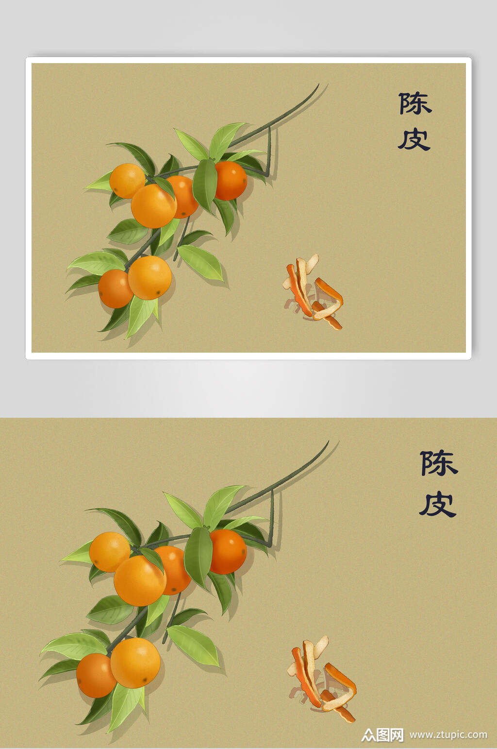 陈皮中草药手绘素材元素