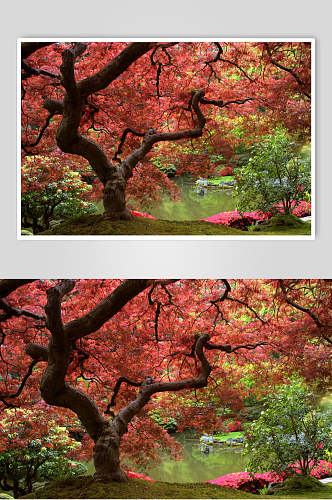 自然枫树树林摄影背景图片