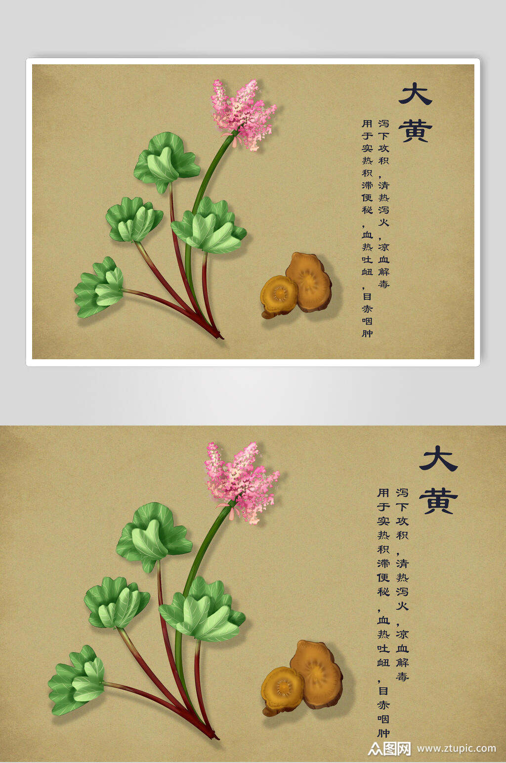 大黄中草药手绘素材元素