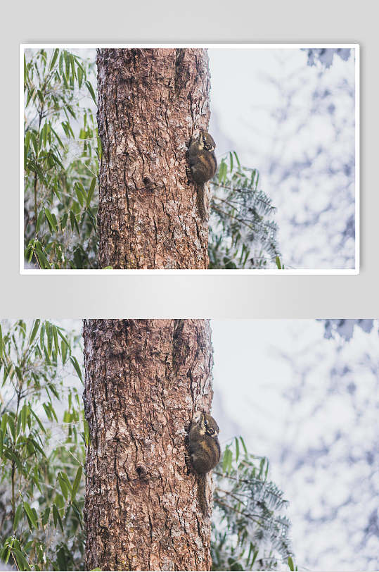 树上的松鼠高清图片