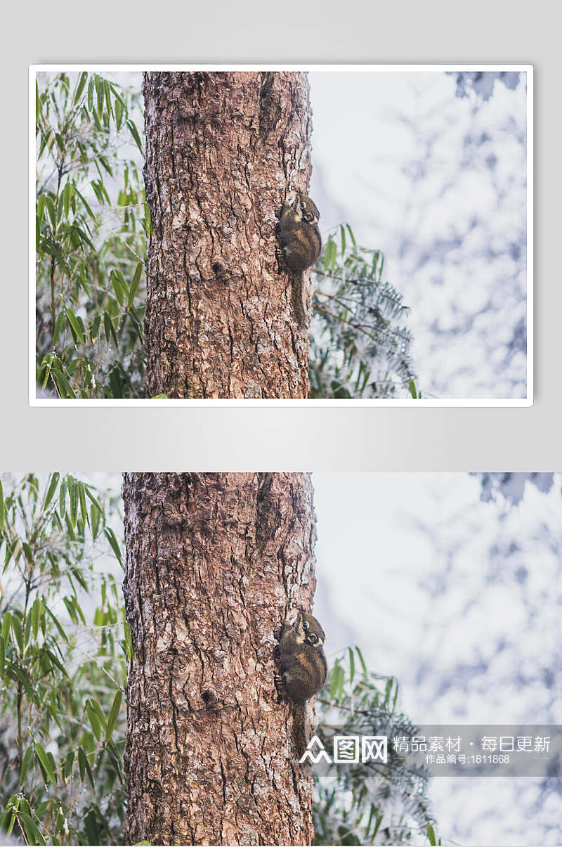 树上的松鼠高清图片素材