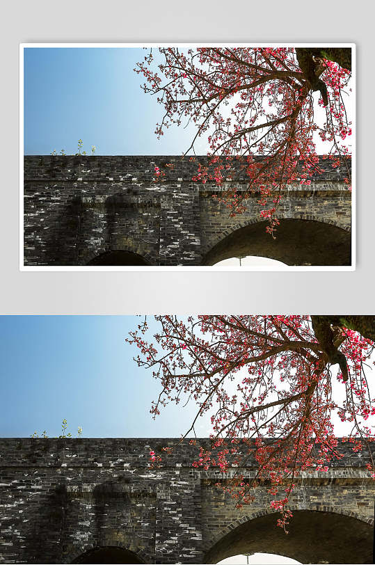 大理城墙边的樱花树摄影图片