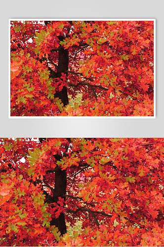 美丽枫树树林摄影主题图片