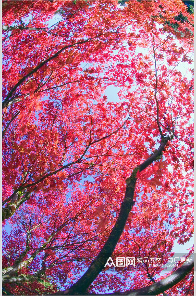 唯美枫树树林图片素材