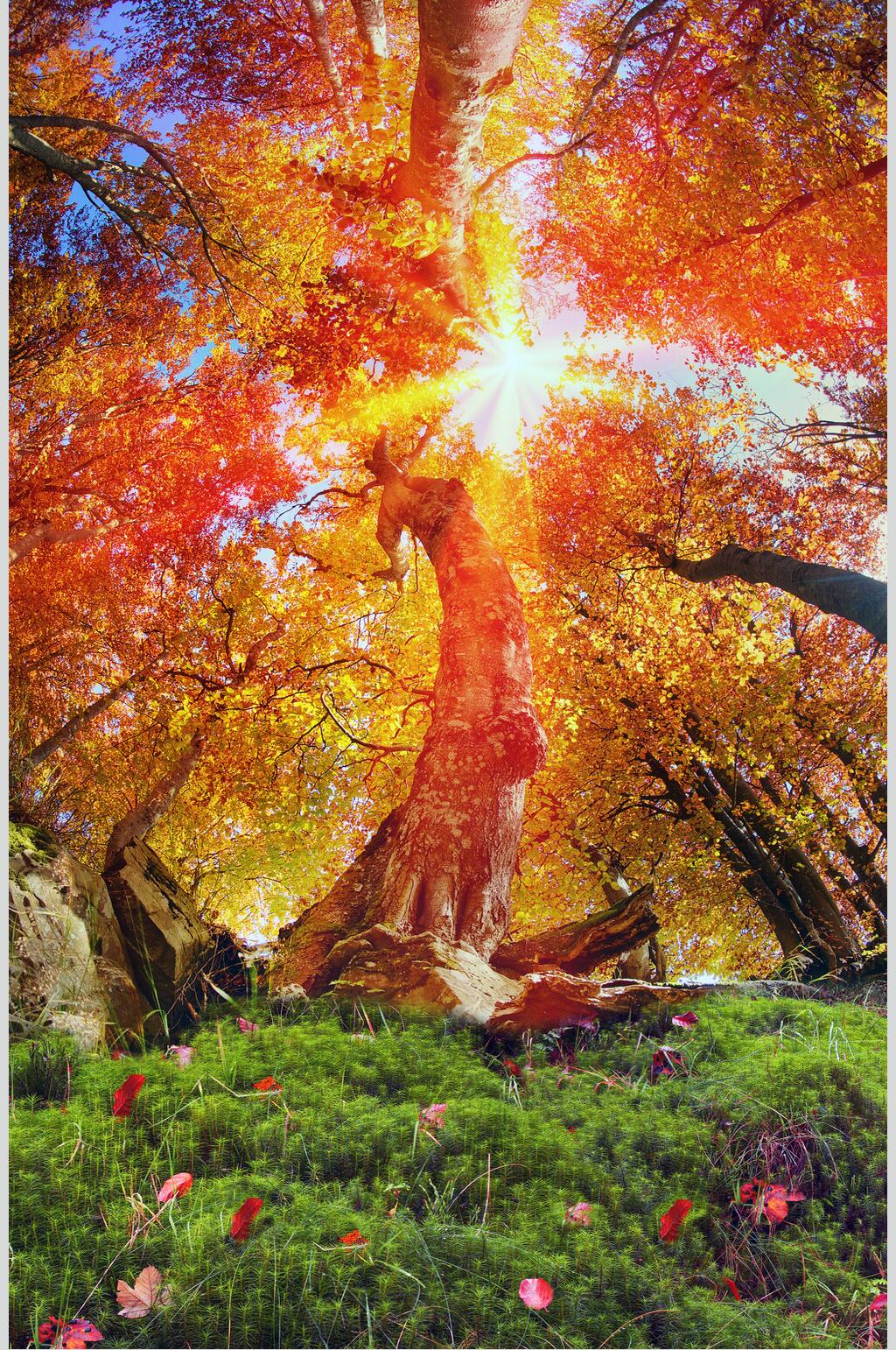 阳光透过树林的阳光照过树林高清风景壁纸图片阳光穿过秋天的枫树林