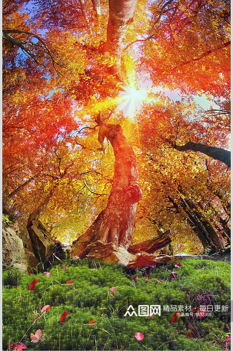 枫树树林阳光仰拍图片素材