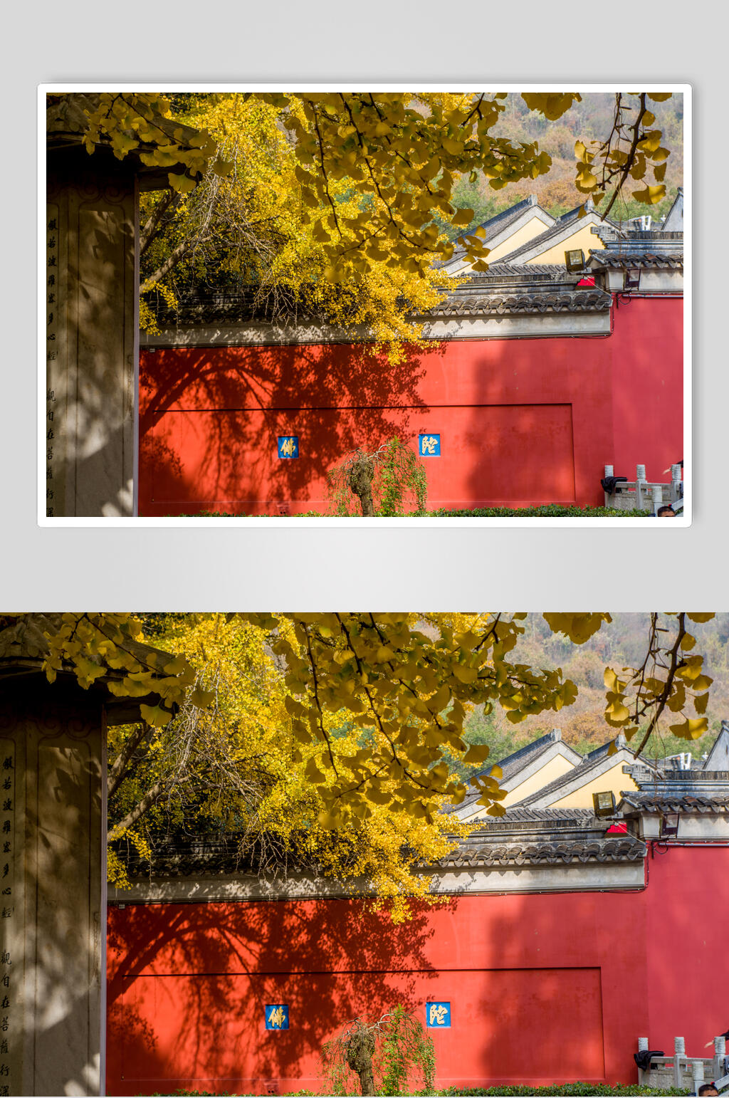 南京栖霞寺的红墙与银杏高清图片素材