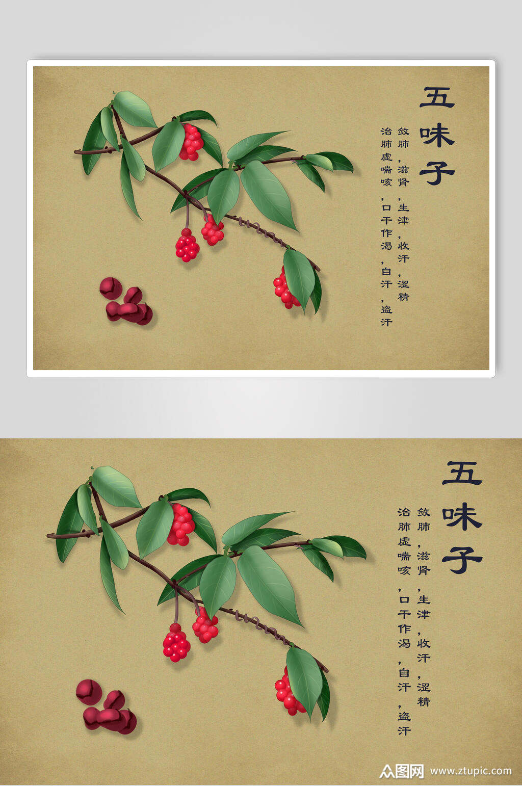 五味子中草药手绘素材元素