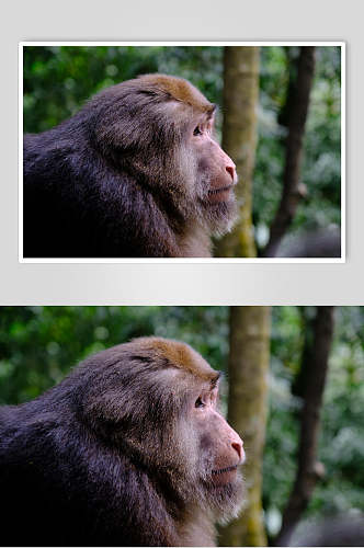 峨眉山的猴子高清图片