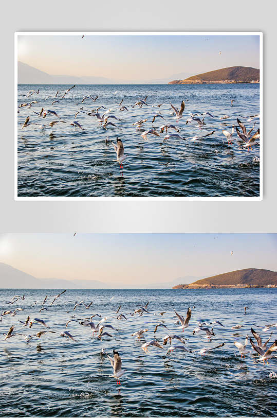 大理洱海的飞鸟摄影图片