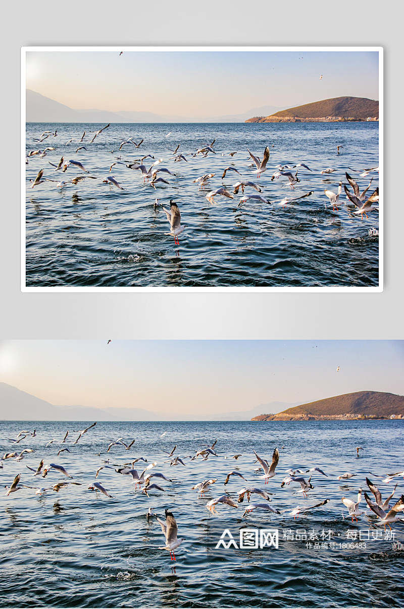 大理洱海的飞鸟摄影图片素材