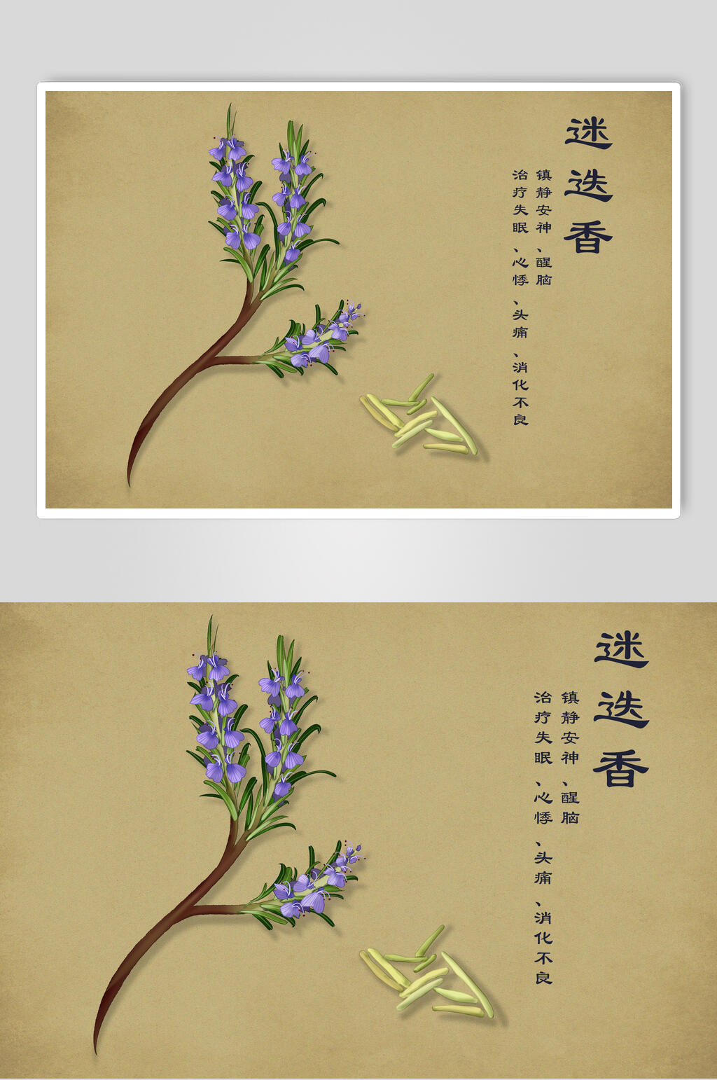 迷迭香中草药手绘素材元素素材
