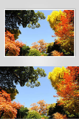 美丽枫树树林摄影素材图片