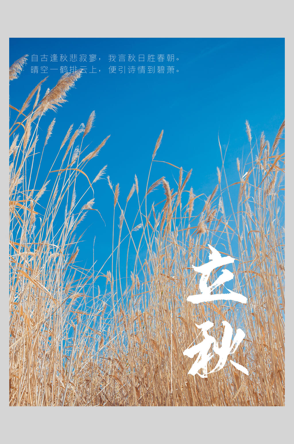 清新蓝天芦苇立秋节气海报素材