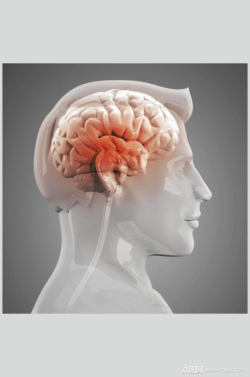 人体器官大脑图片