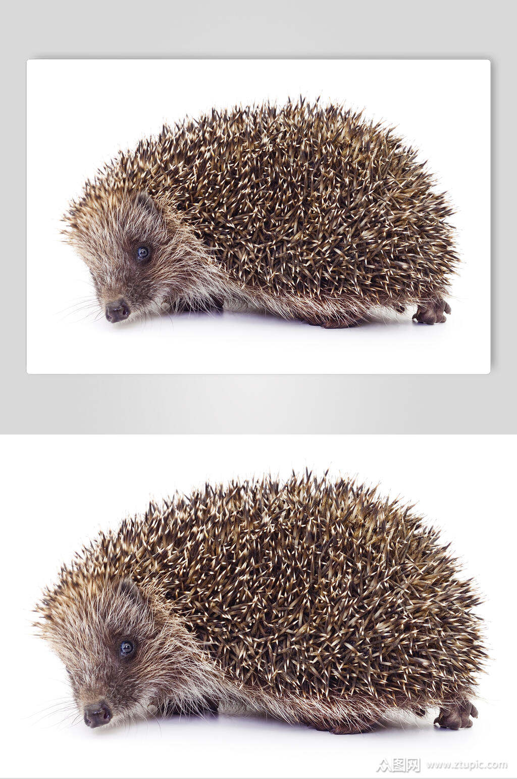 萌宠刺猬素材图片