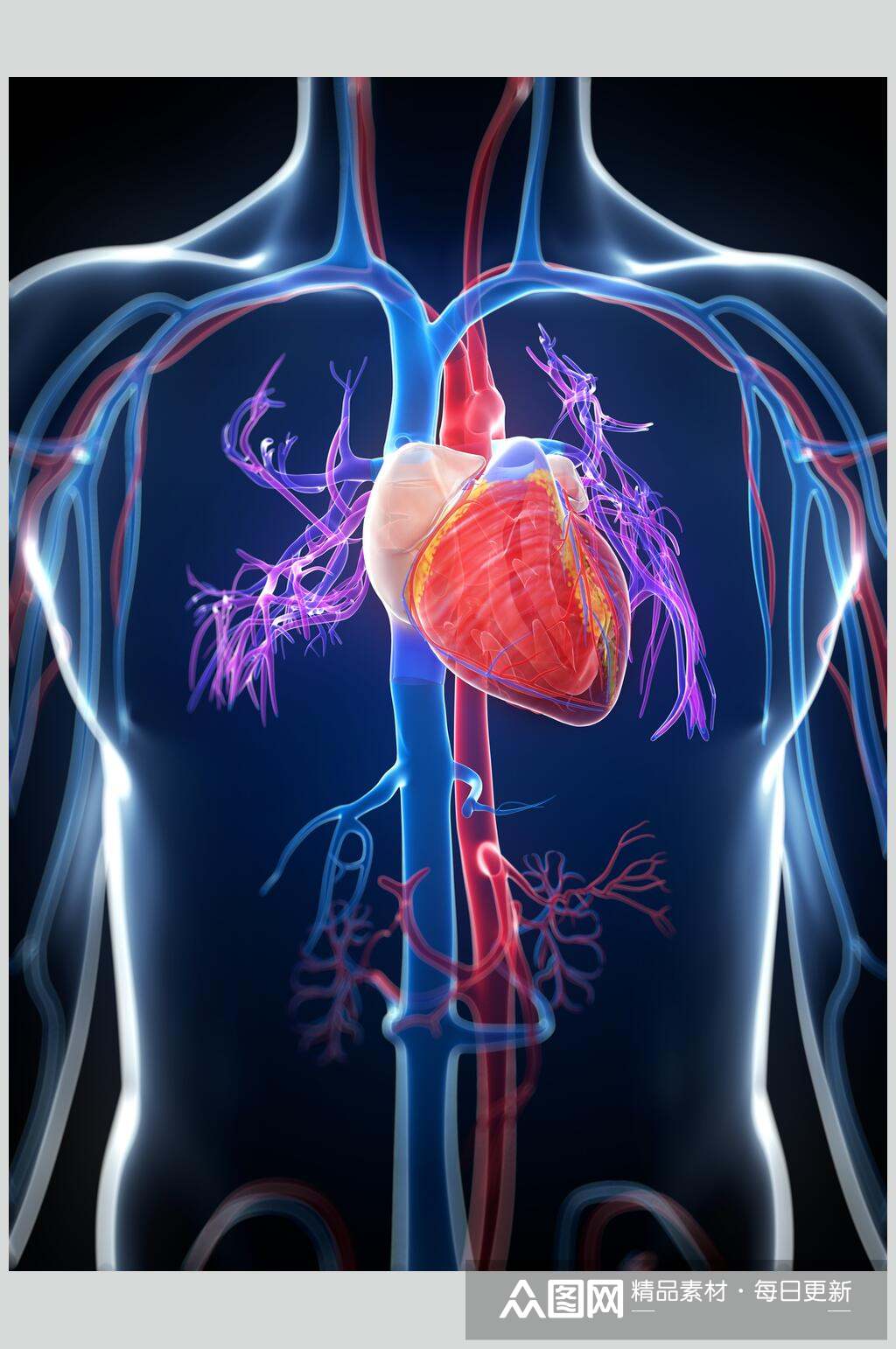 人体器官心脏摄影图片