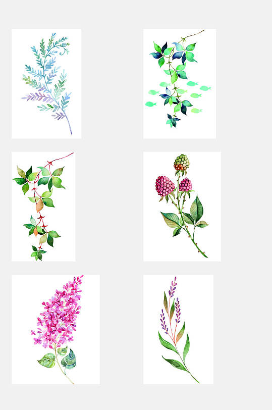 中草药花朵元素素材