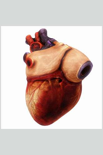 真实人体器官心脏图片