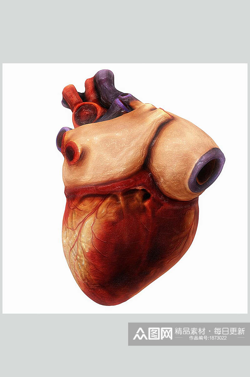 真实人体器官心脏图片素材