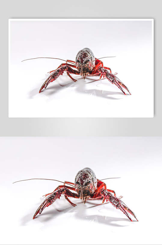 红红火火小龙虾摄影元素图片