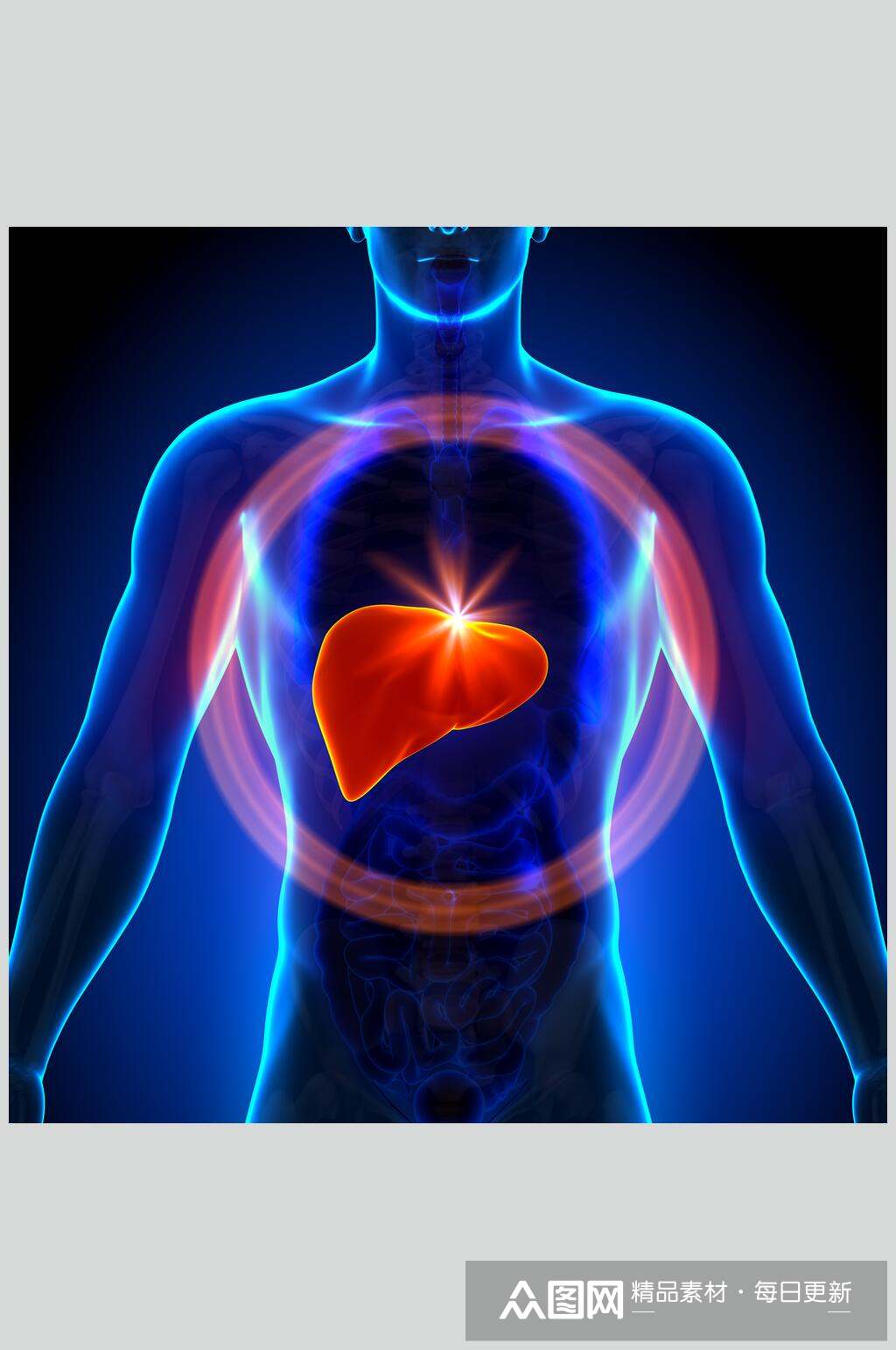 真实人体器官肺图片