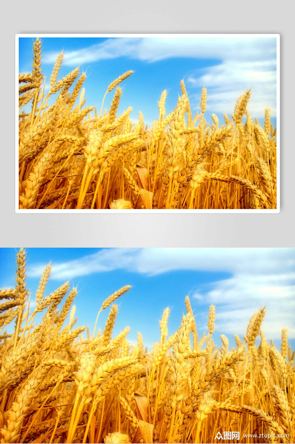 丰收麦田麦穗图片素材