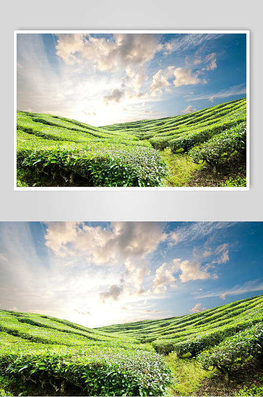 清新茶园茶叶天空图片