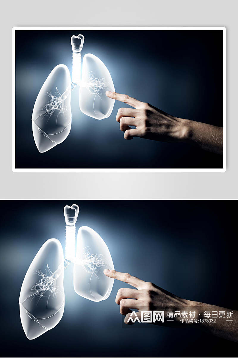 人体器官肺图片素材