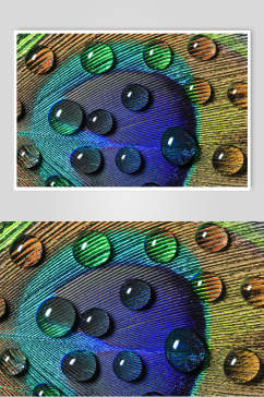 孔雀羽毛透明水珠雨滴图片