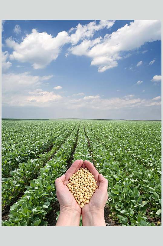 农家黄豆大豆图片-众图网