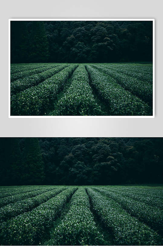 绿色茶园茶叶摄影图片