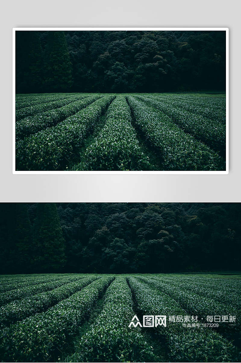 绿色茶园茶叶摄影图片素材