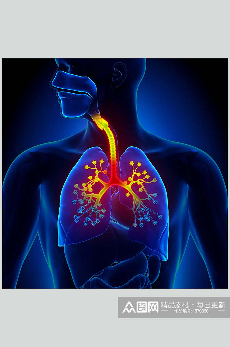 人体器官肺部示意图片素材